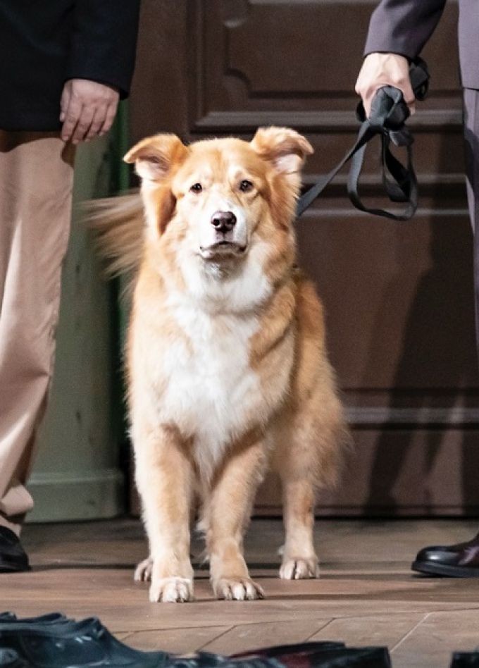 Собачье сердце